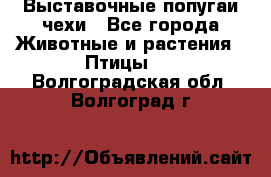 Выставочные попугаи чехи - Все города Животные и растения » Птицы   . Волгоградская обл.,Волгоград г.